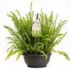 300mm Alfresco Fern Basket - Nephrolepis Obilterata Emerald Queen
