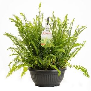 300mm Alfresco Fern Basket - Nephrolepis Obilterata Emerald Queen