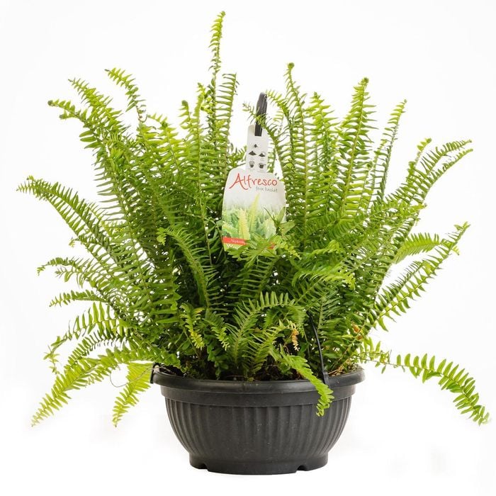 300mm Alfresco Fern Basket - Nephrolepis Obilterata Emerald Queen