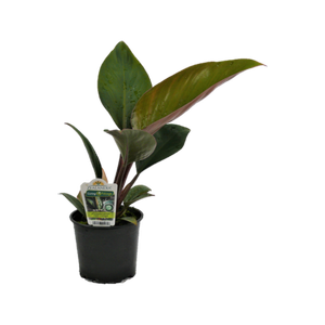 12cm Philodendron Rojo Congo - Philodendron