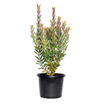 270mm Leucadendron Safari Sunset - Leucadendron aureolum hybrid
