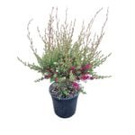4L Tea Tree / Manuka - Leptospermum Coral Candy