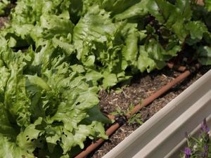 Drip irrigation system in a raised garden bed.