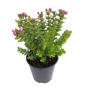 1.9L Sweet Pea Shrub - Polygala oppositifolia