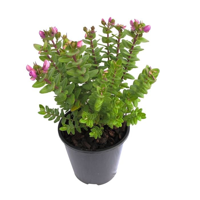 1.9L Sweet Pea Shrub - Polygala oppositifolia