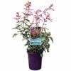 140mm Salvia - Kisses And Wishes