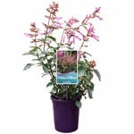 140mm Salvia - Kisses And Wishes