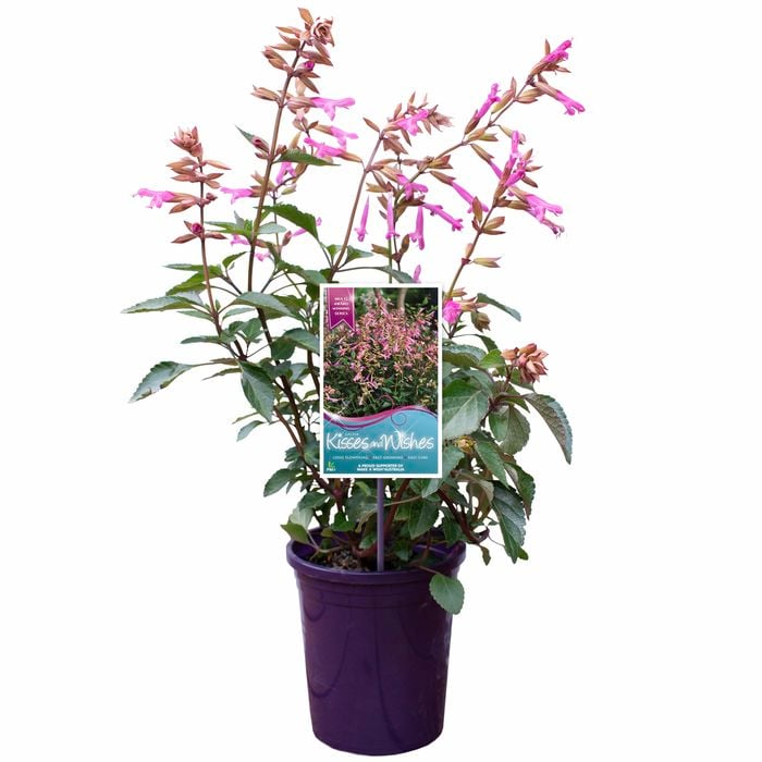 140mm Salvia - Kisses And Wishes