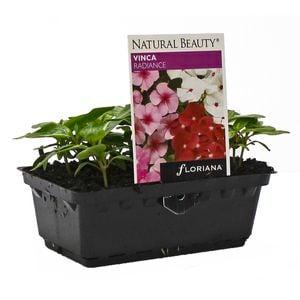 Vinca Radiance Punnet - Catharanthus roseus