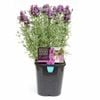 140mm Lavish Lavender - Lavandula hybrid 'Lavpur'