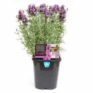 140mm Lavish Lavender - Lavandula hybrid 'Lavpur'