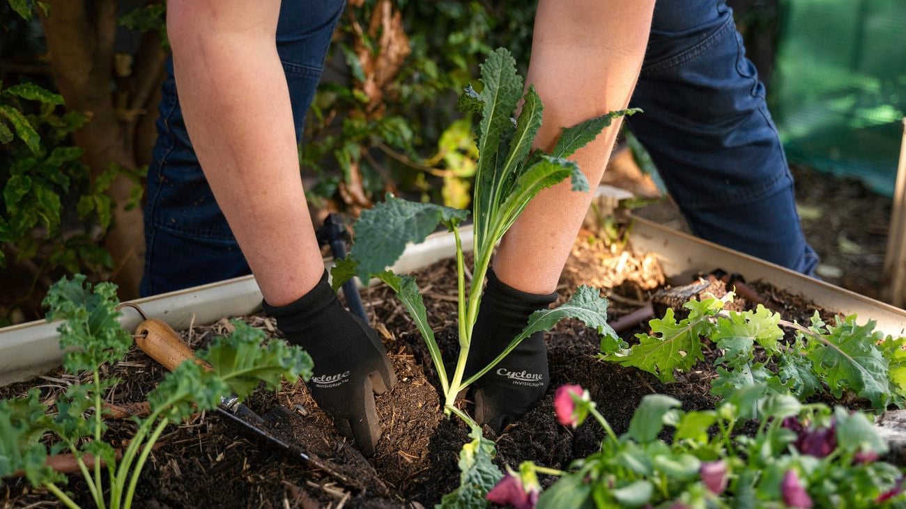 Planting winter vegetables.