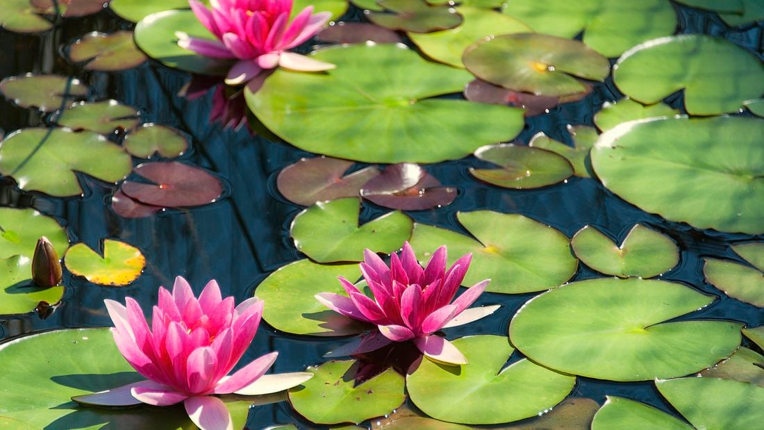 Three pink water lilies in a pond