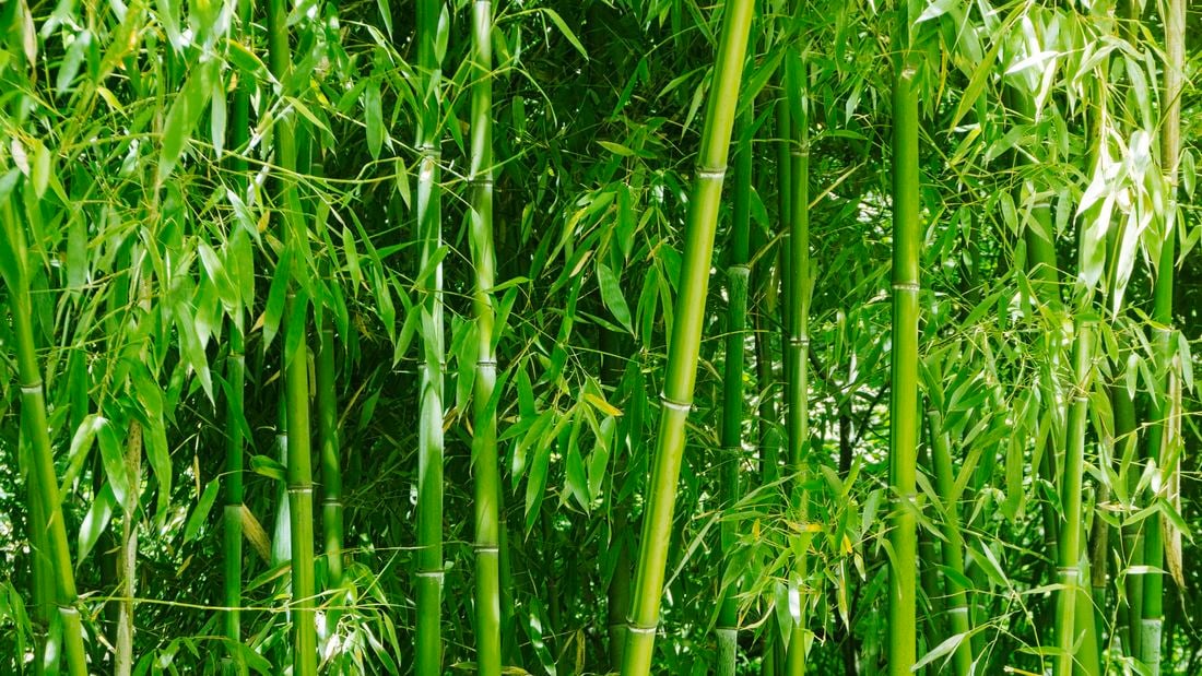 Lush green bamboo 