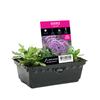 Punnet Statice Blue Seas - Limonium perezii