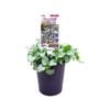 140mm Lamium Stormy Frost - Lamium maculatum