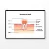 Structure Tooth Infographics  Print 100% Australian Made 120x90cm  (Poster)