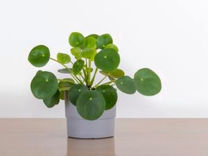 A Chinese money plant in a small pot on a bench with round green leaves.
