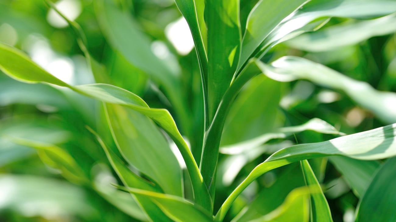Close up of a lucky bamboo plant with leafy green foliage.