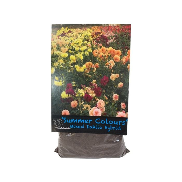 Yarra Valley Bulbs Dahlia Summer Colour Mix - 2 Pack