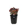 1.5L Voodoo Verbena Gala Beauty Red