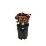 1.5L Voodoo Verbena Gala Beauty Red