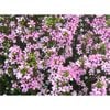 140mm Pink Diosma - Diosma pulchellum