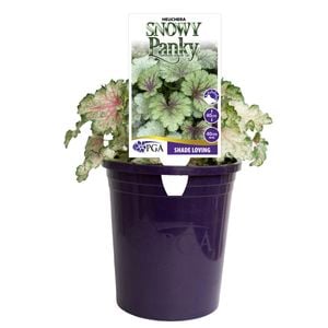 140mm Snowy Panky - Heuchera