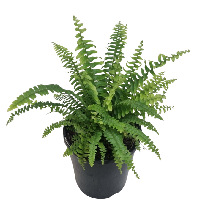 140mm Boston Montana Fern - Nephrolepsis exaltata