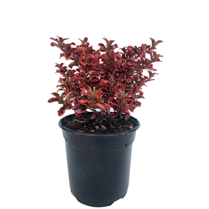 2.5L Coprosma - Coprosma inferno