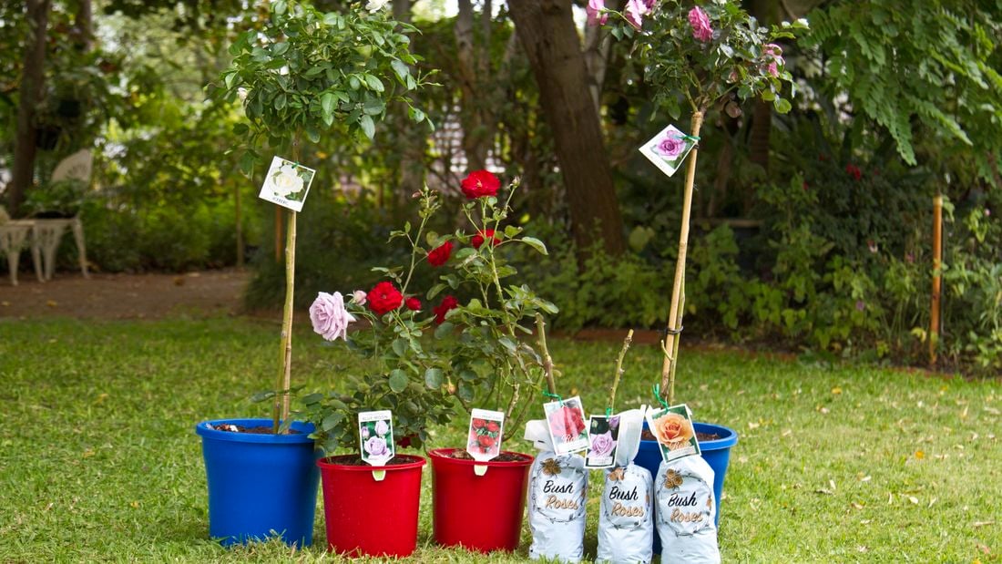 A variety of roses ready to be planted.