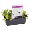 Petunia Snow Storm Punnet - Petunia x hybrida
