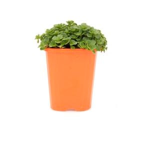 85mm Stonecrop - Sedum makinoi Green Mound