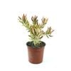 250mm Jester Safari Sunshine - Leucadendron salignum