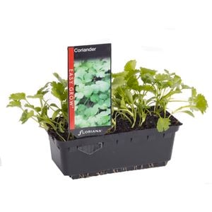 Coriander Punnet - Coriandrum sativum