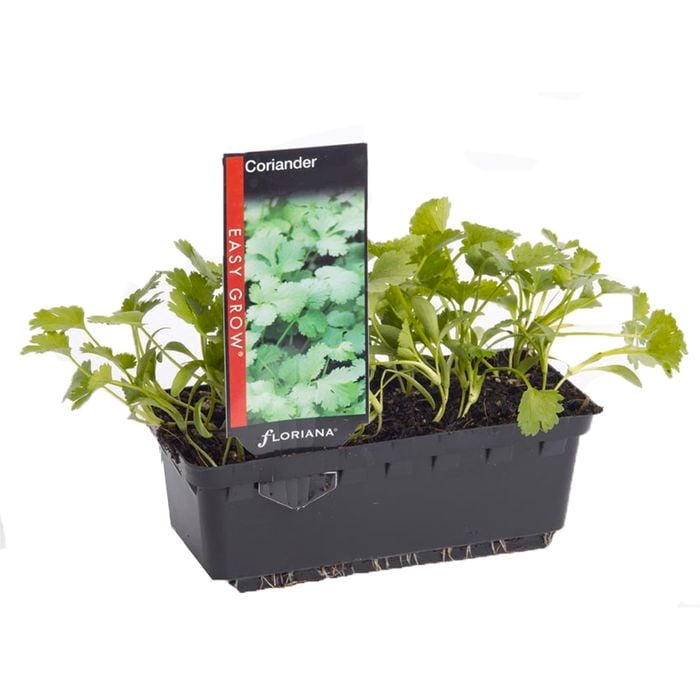 Coriander Punnet - Coriandrum sativum