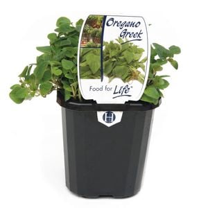 95mm Food for Life Oregano Greek - Origanum vulgare