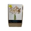 Yarra Valley Bulbs Hippeastrum Harlequin - 1 Pack