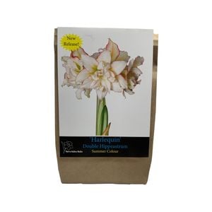 Yarra Valley Bulbs Hippeastrum Harlequin - 1 Pack