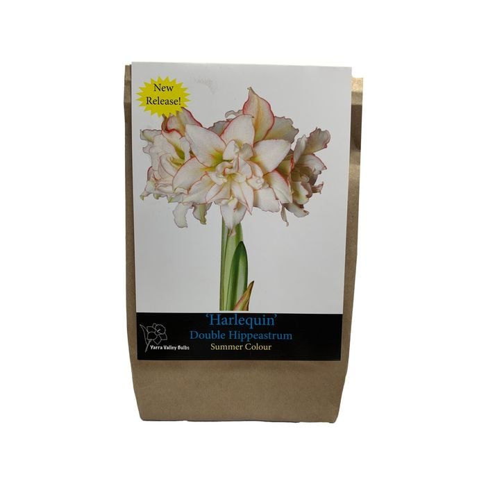 Yarra Valley Bulbs Hippeastrum Harlequin - 1 Pack