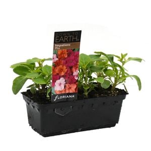 Impatiens Mix Punnet - Impatiens x walleriana