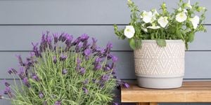 Flowers in pots on a bench