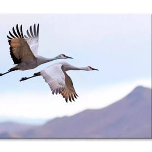 Flying Cranes & Mountain Sky View  Print 100% Australian Made 90 x 60cm  (Stretched)