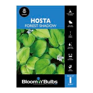 Bloomin' Bulbs Hosta Forest Shadows - 1 Pack