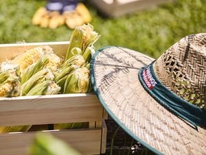 Corn in a box next to a bunnings hat 