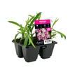4 Cell Dianthus Pink Confetti - Dianthus barbatus