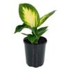 125mm Tropic Marianne - Dieffenbachia maculata