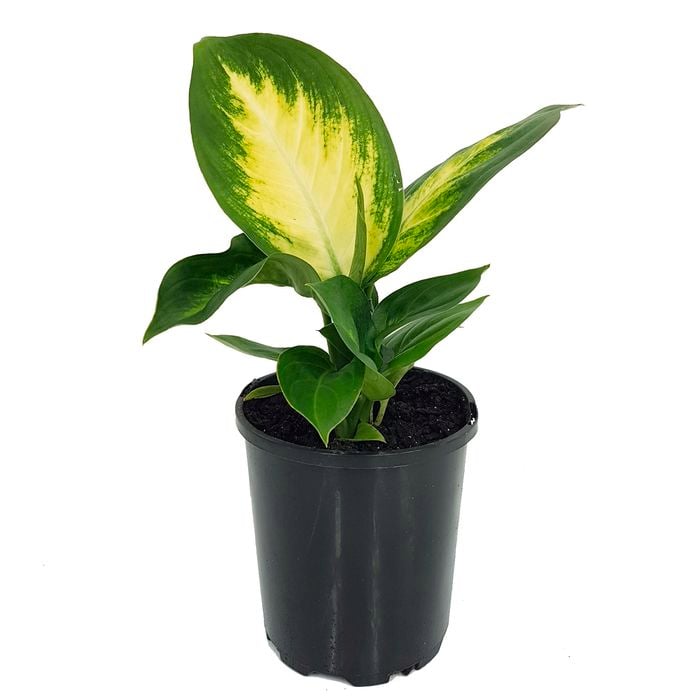 125mm Tropic Marianne - Dieffenbachia maculata
