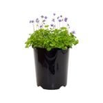 140mm Native Violet - Viola hederacea