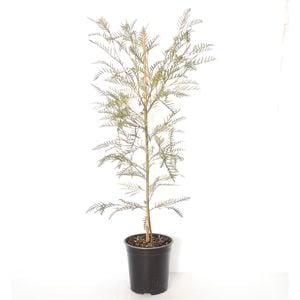 350mm Grevillea Robin Hood - Grevillea hooreriana